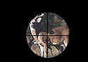 deer27.gif (27114 bytes)