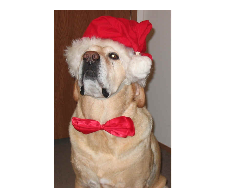 max xmas picture.jpg (206169 bytes)